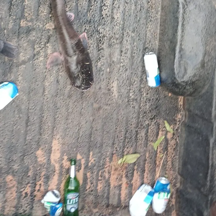 The most recent Blunt-toothed African catfish catches on Fishbrain