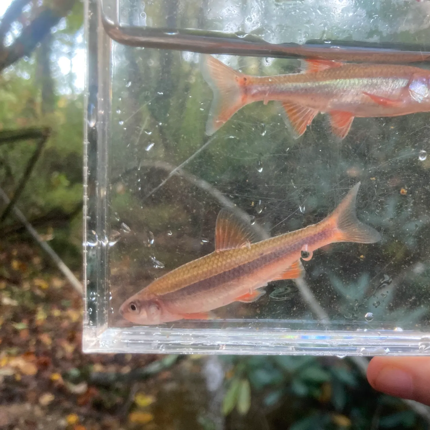 The most recent Piedmont shiner catches on Fishbrain