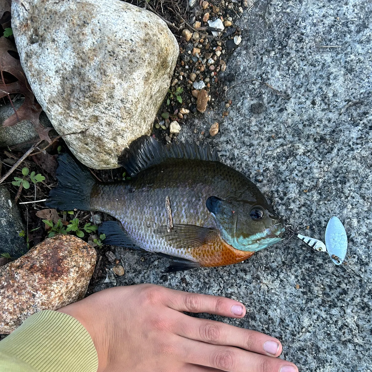 recently logged catches