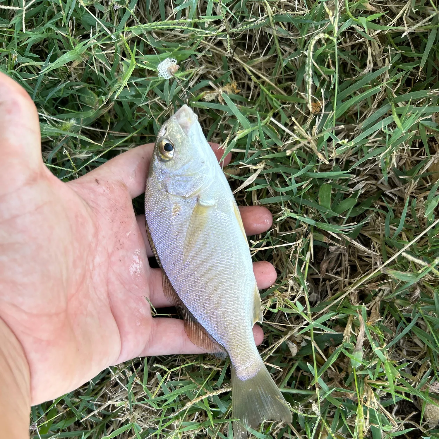 Spot croaker caught on Fishbrain