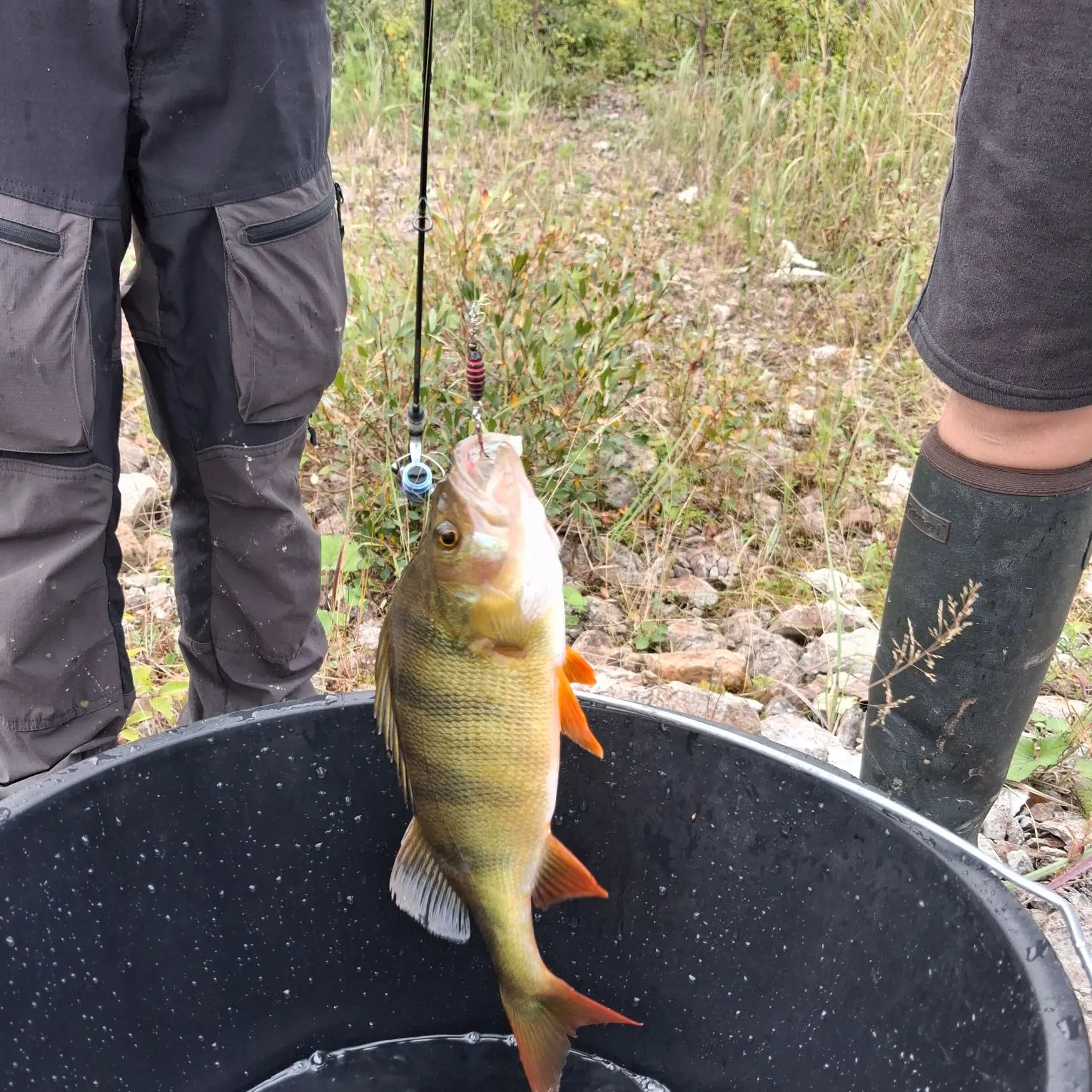 European perch caught on Fishbrain