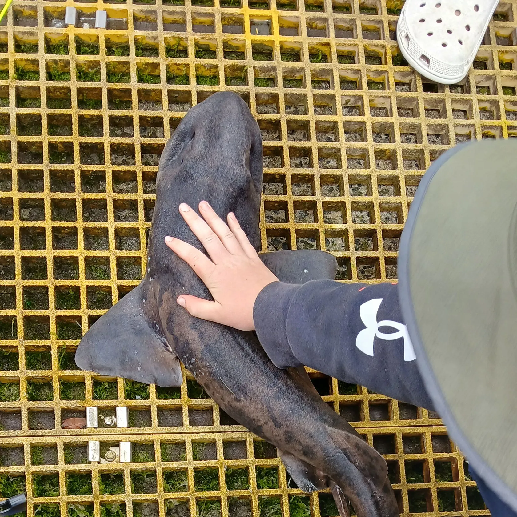 The most recent Draughtsboard shark catches on Fishbrain