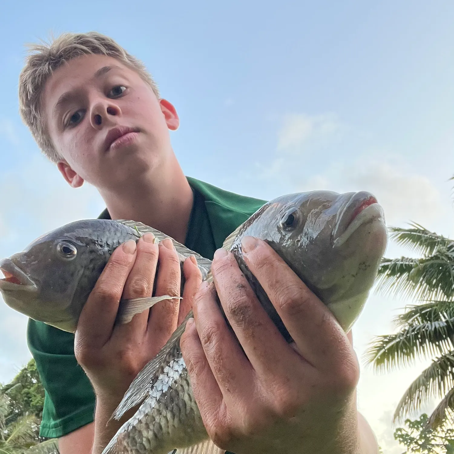 Redbreast tilapia caught on Fishbrain