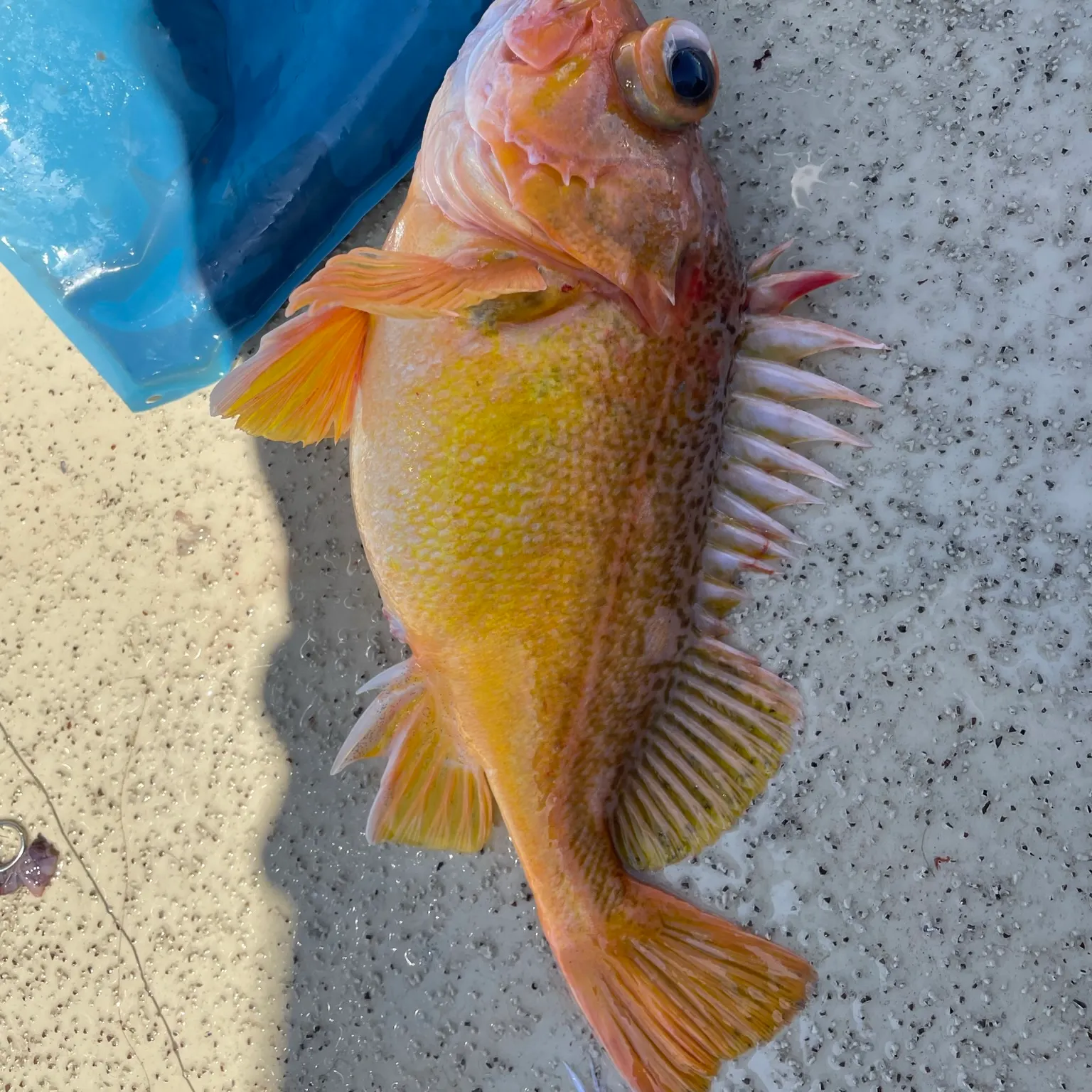 The most recent Canary rockfish catches on Fishbrain