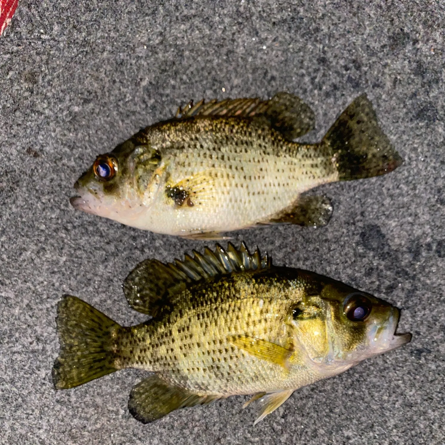 Rock bass caught on Fishbrain