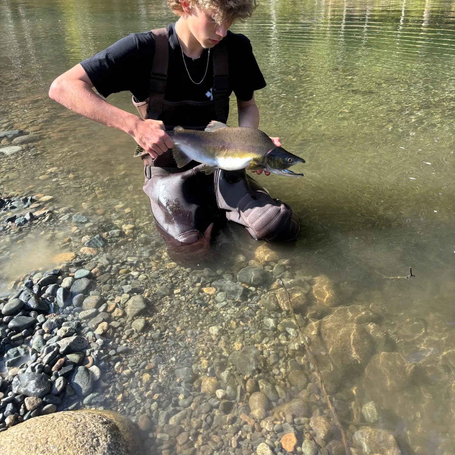 Pink salmon caught on Fishbrain