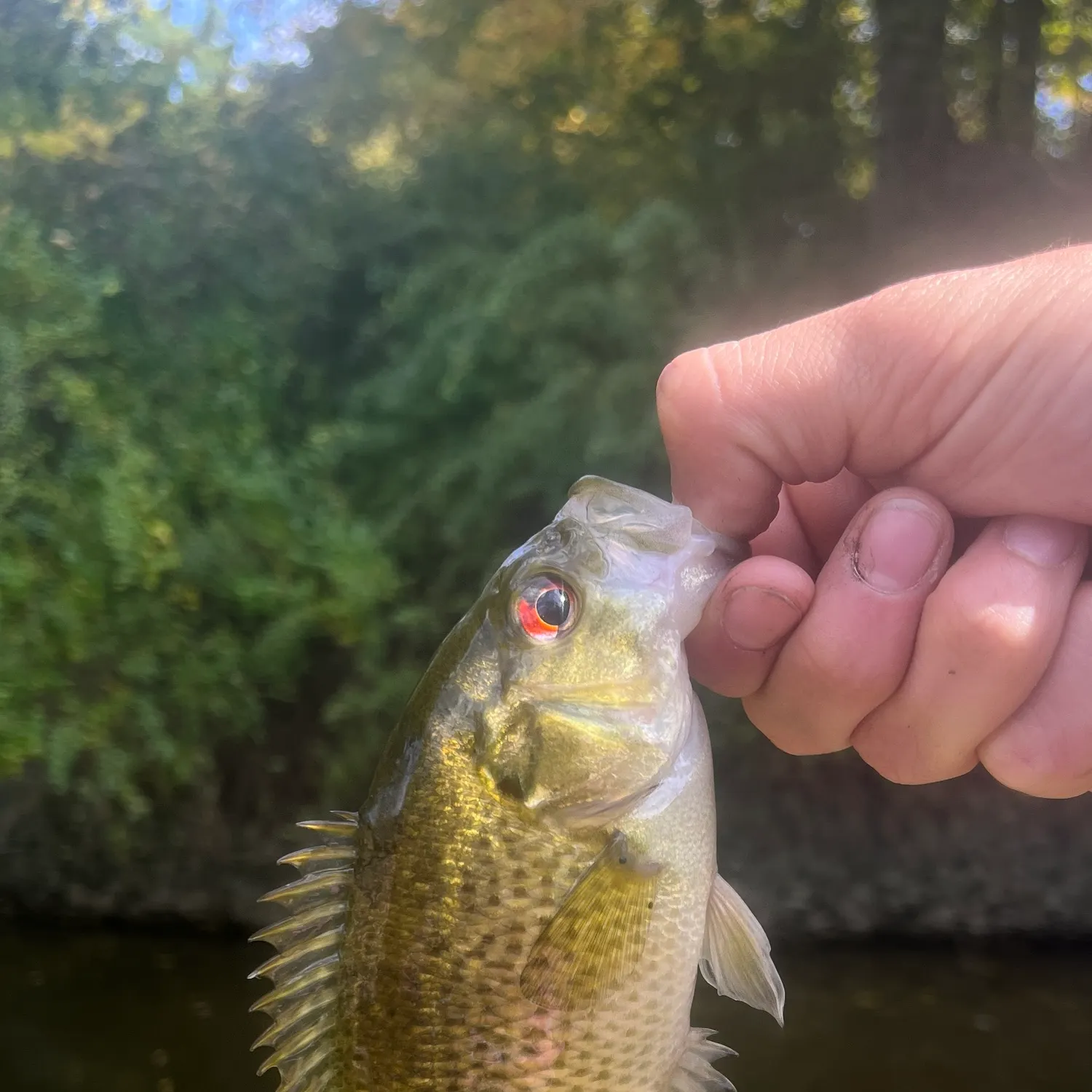 Rock bass caught on Fishbrain
