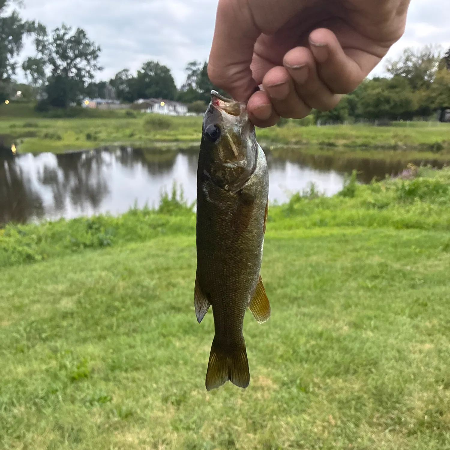Smallmouth bass caught on Fishbrain