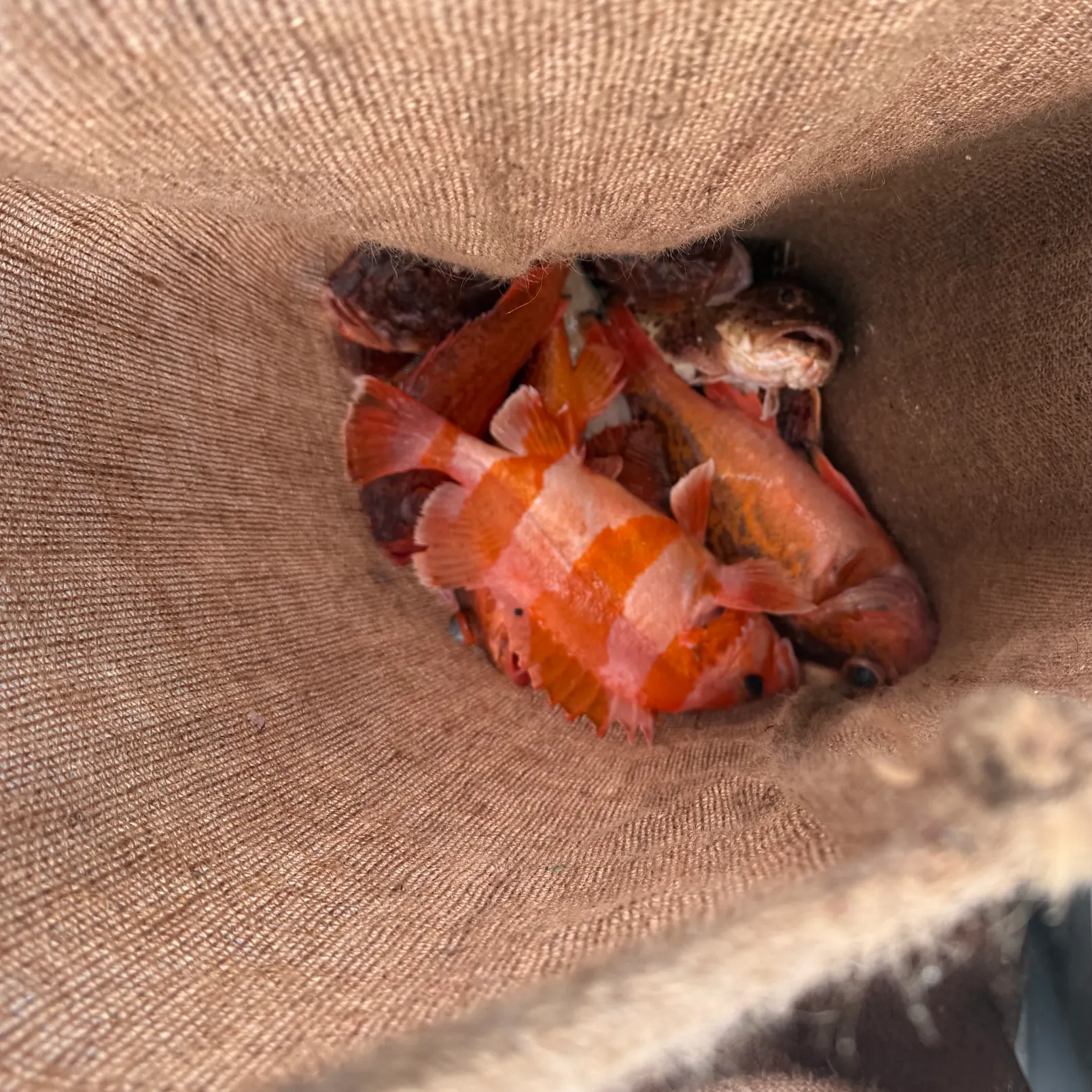 The most recent Stonefish catches on Fishbrain