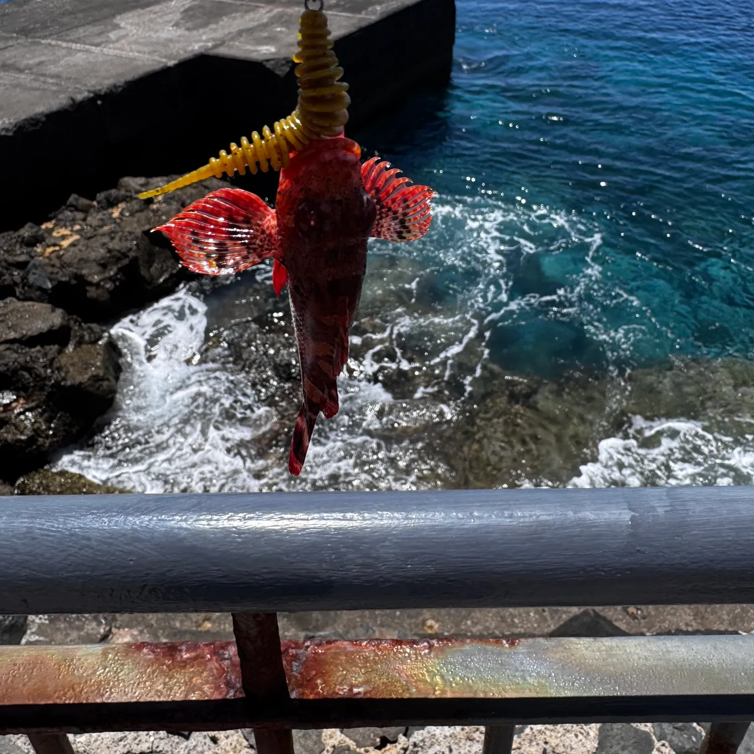 The most recent Small red scorpionfish catches on Fishbrain