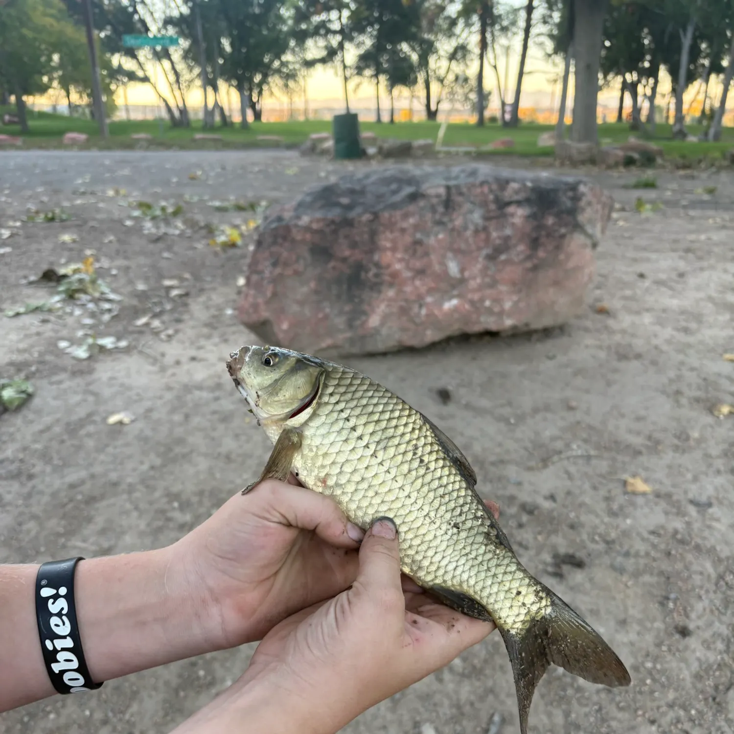 Common carp caught on Fishbrain