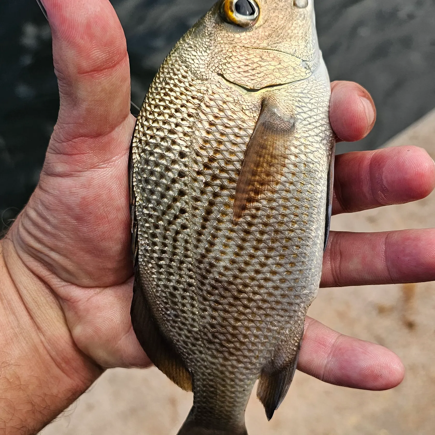 The most recent Sailor's choice grunt catches on Fishbrain