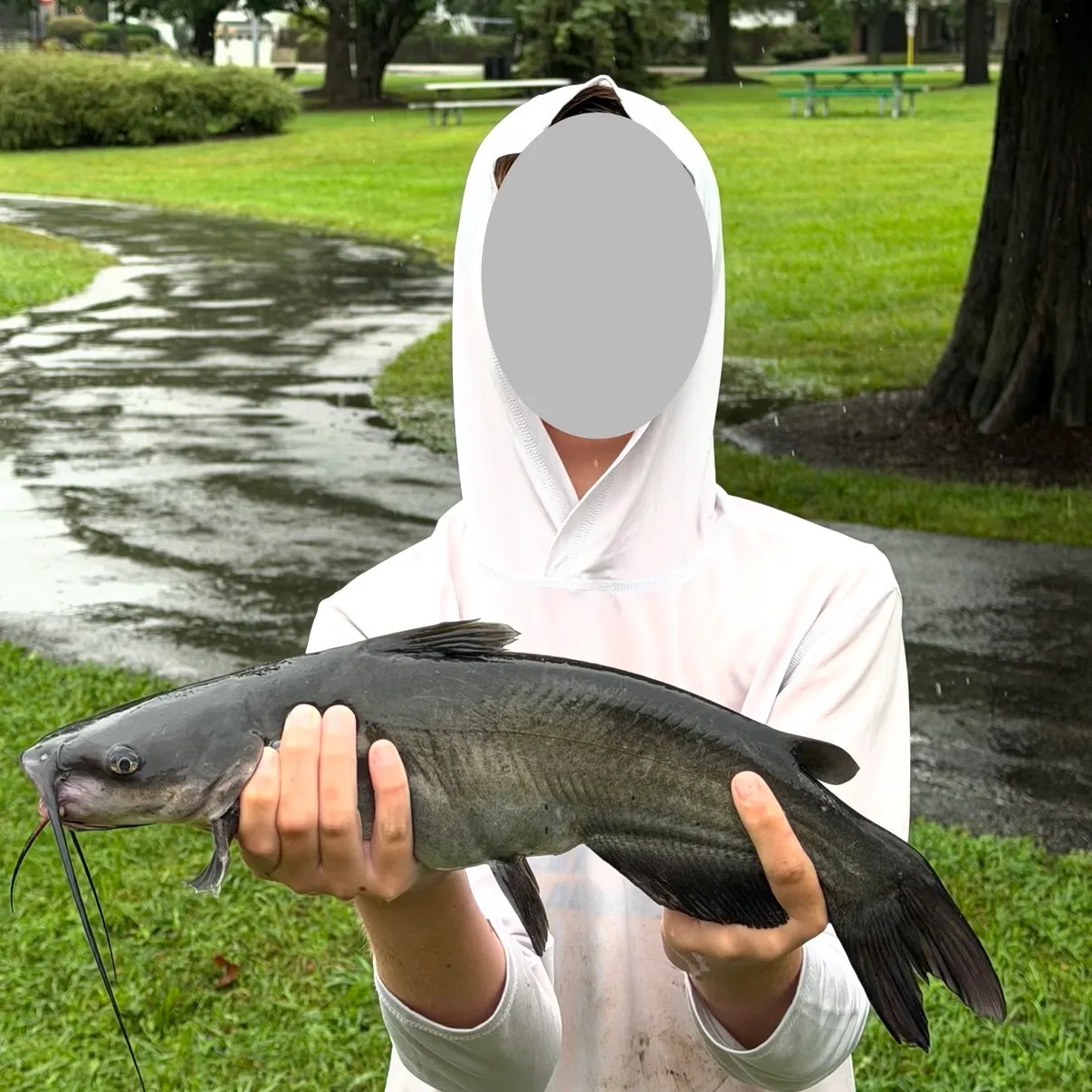 Channel catfish caught on Fishbrain