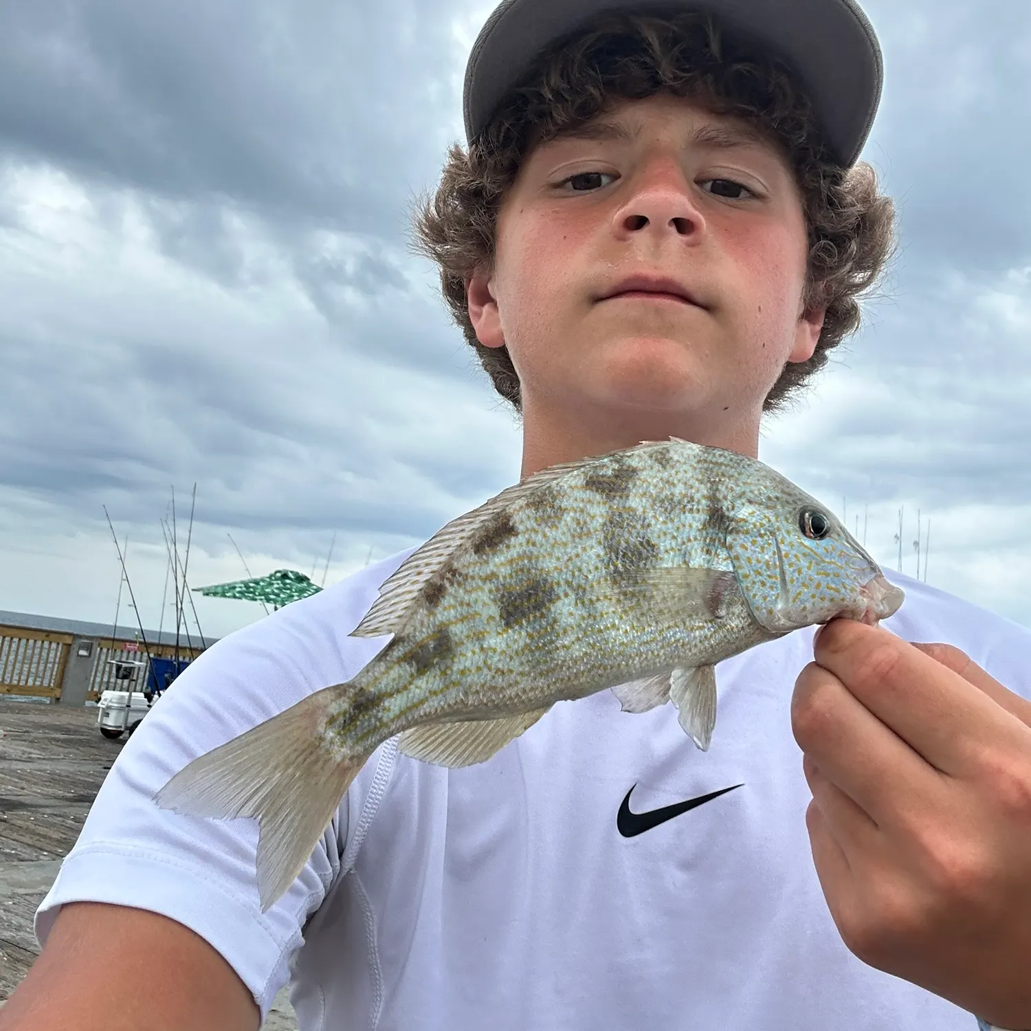 The most recent Pigfish catches on Fishbrain