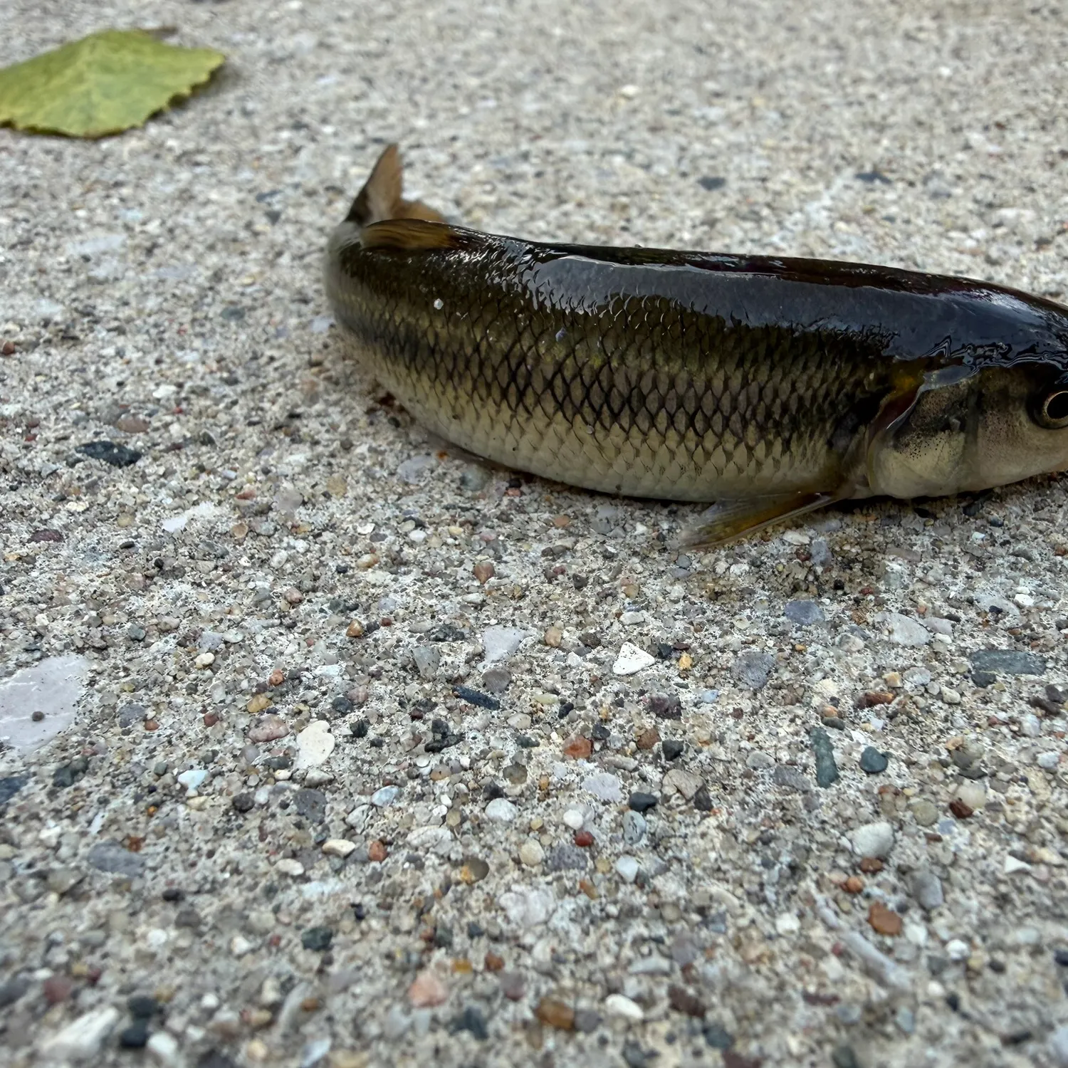 Creek chub caught on Fishbrain