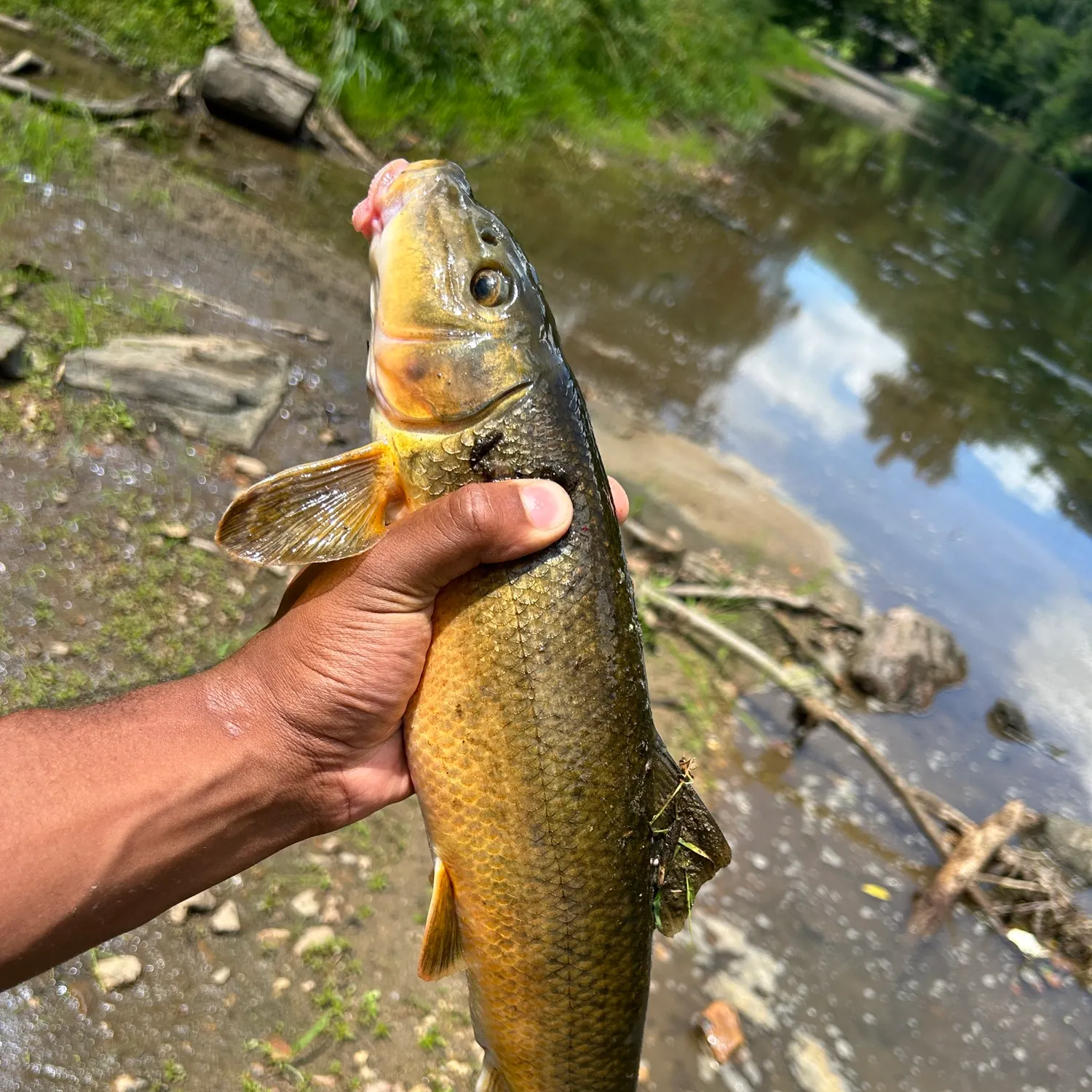 The most recent White sucker catches on Fishbrain