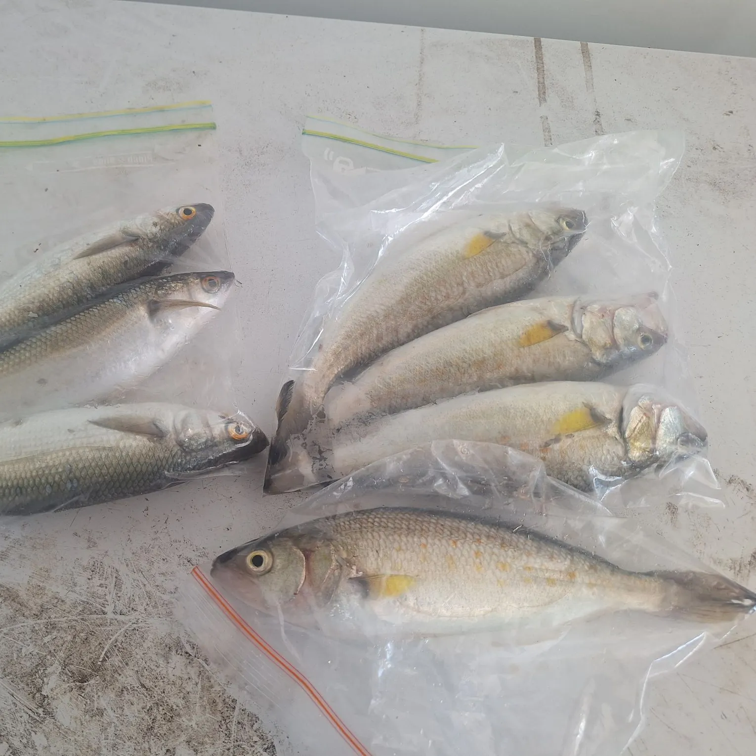 recently logged catches