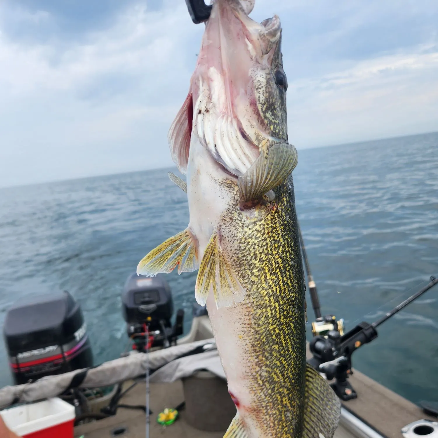 angler catch