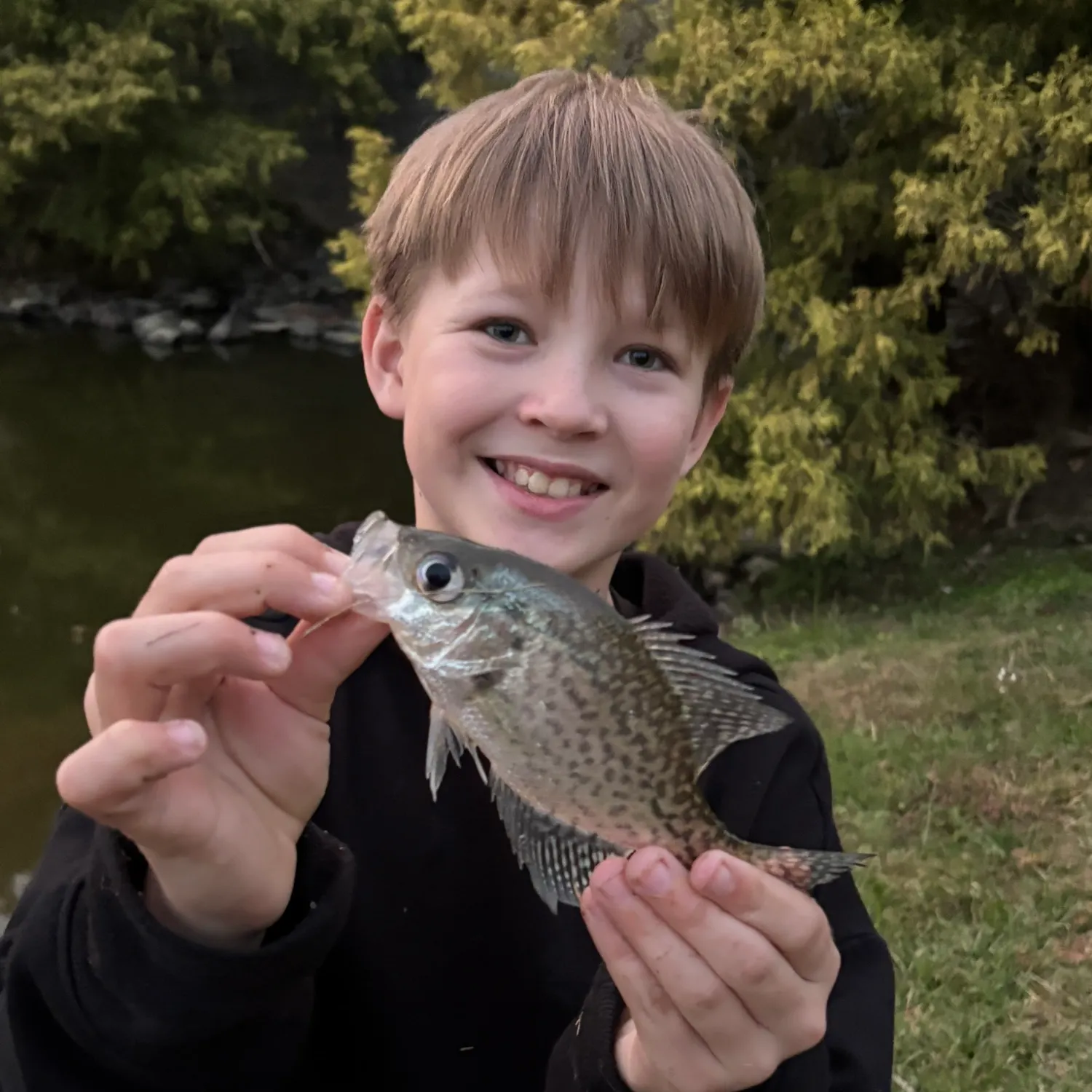 Black crappie caught on Fishbrain