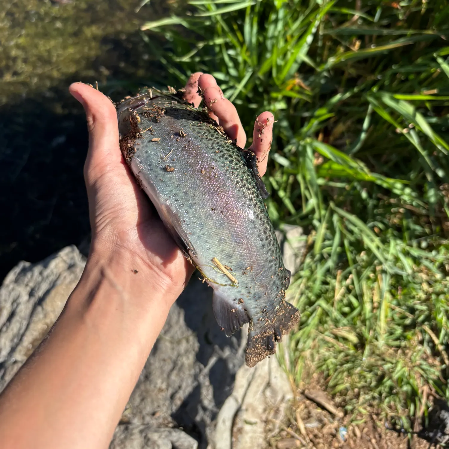 Rainbow trout caught on Fishbrain