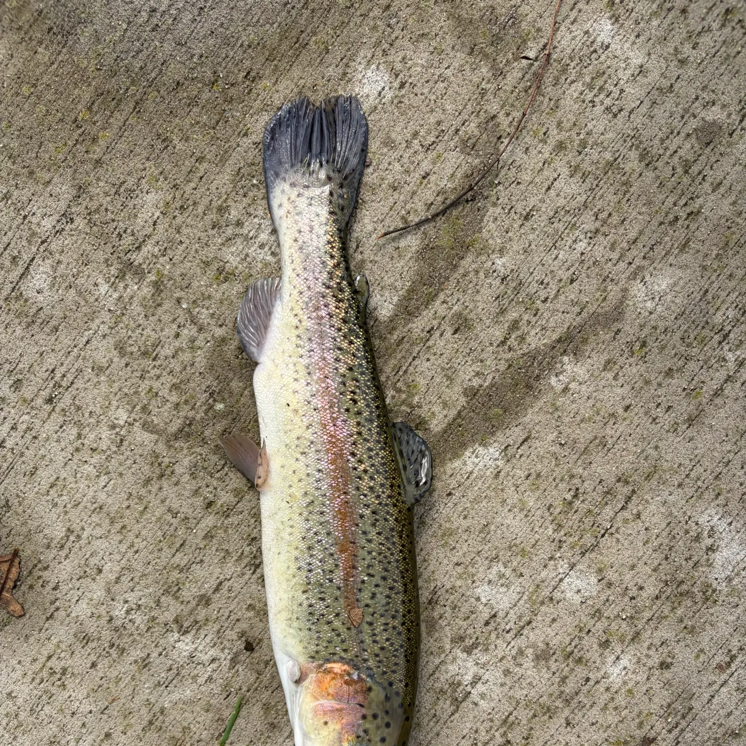 Rainbow trout caught on Fishbrain