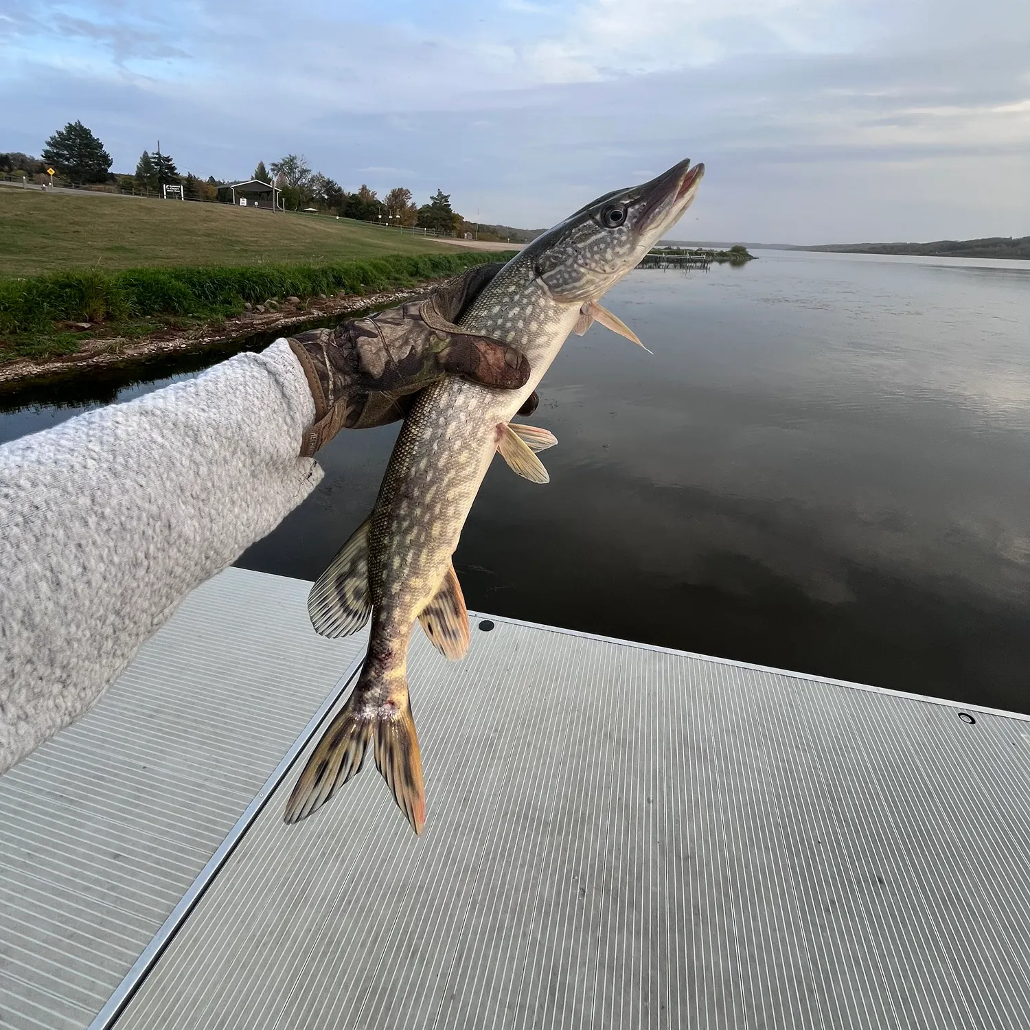 Northern pike caught on Fishbrain