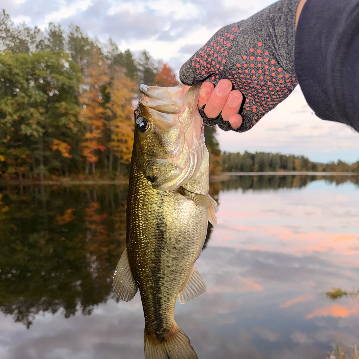 Largemouth bass caught on Fishbrain