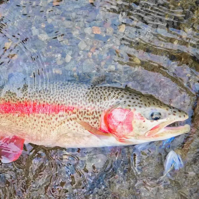 Rainbow trout caught on Fishbrain
