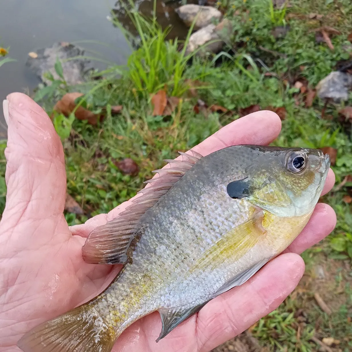 Bluegill caught on Fishbrain