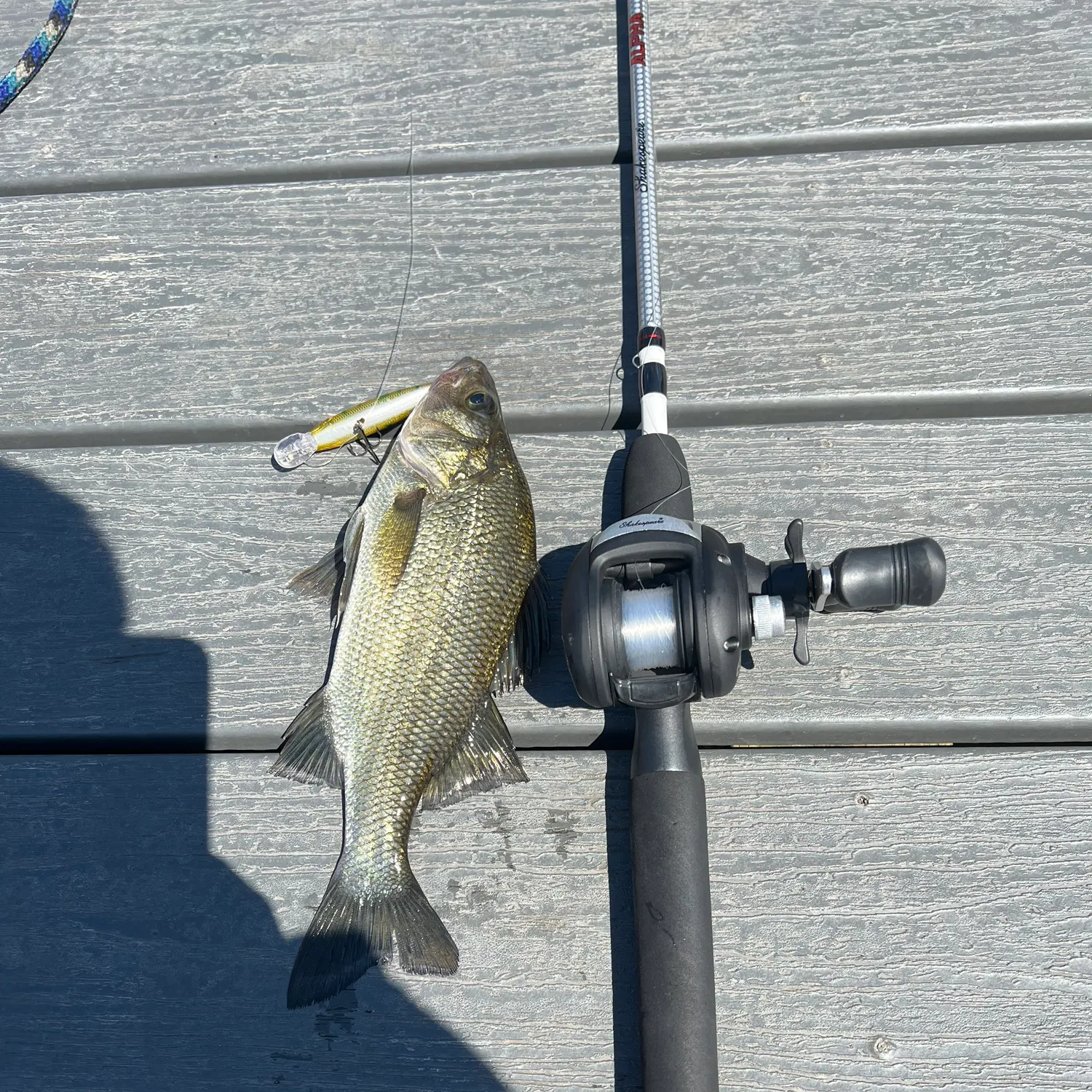 The most recent White perch catches on Fishbrain