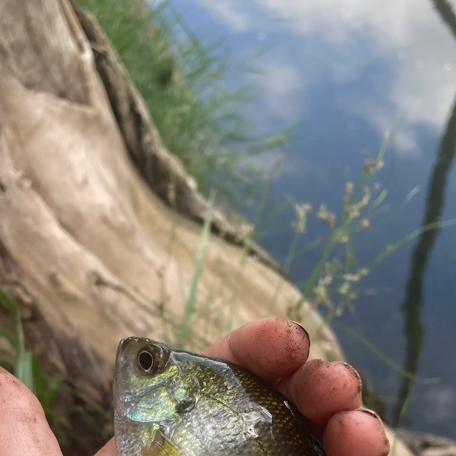Bluegill caught on Fishbrain