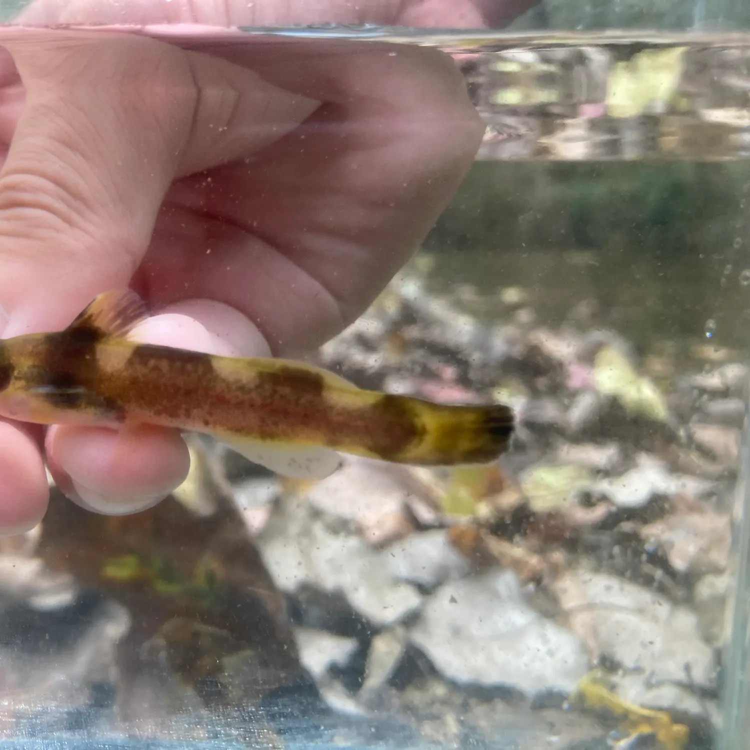 The most recent Slender madtom catches on Fishbrain