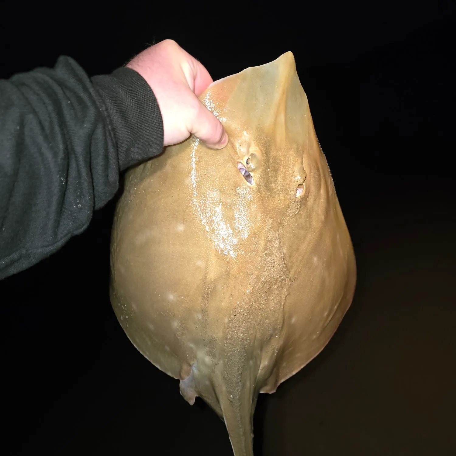 The most recent Small-eyed ray catches on Fishbrain