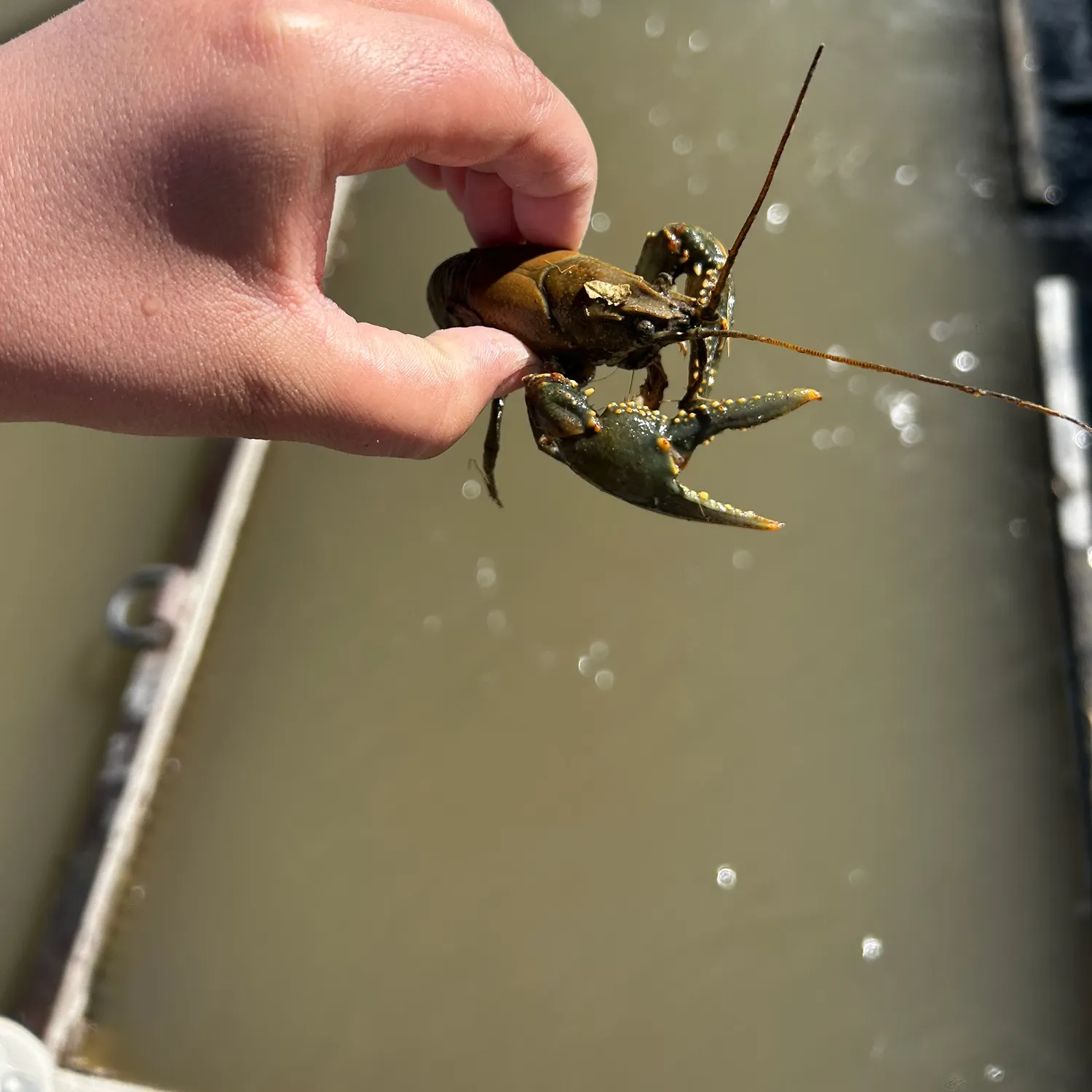 The most recent Rusty crayfish catches on Fishbrain