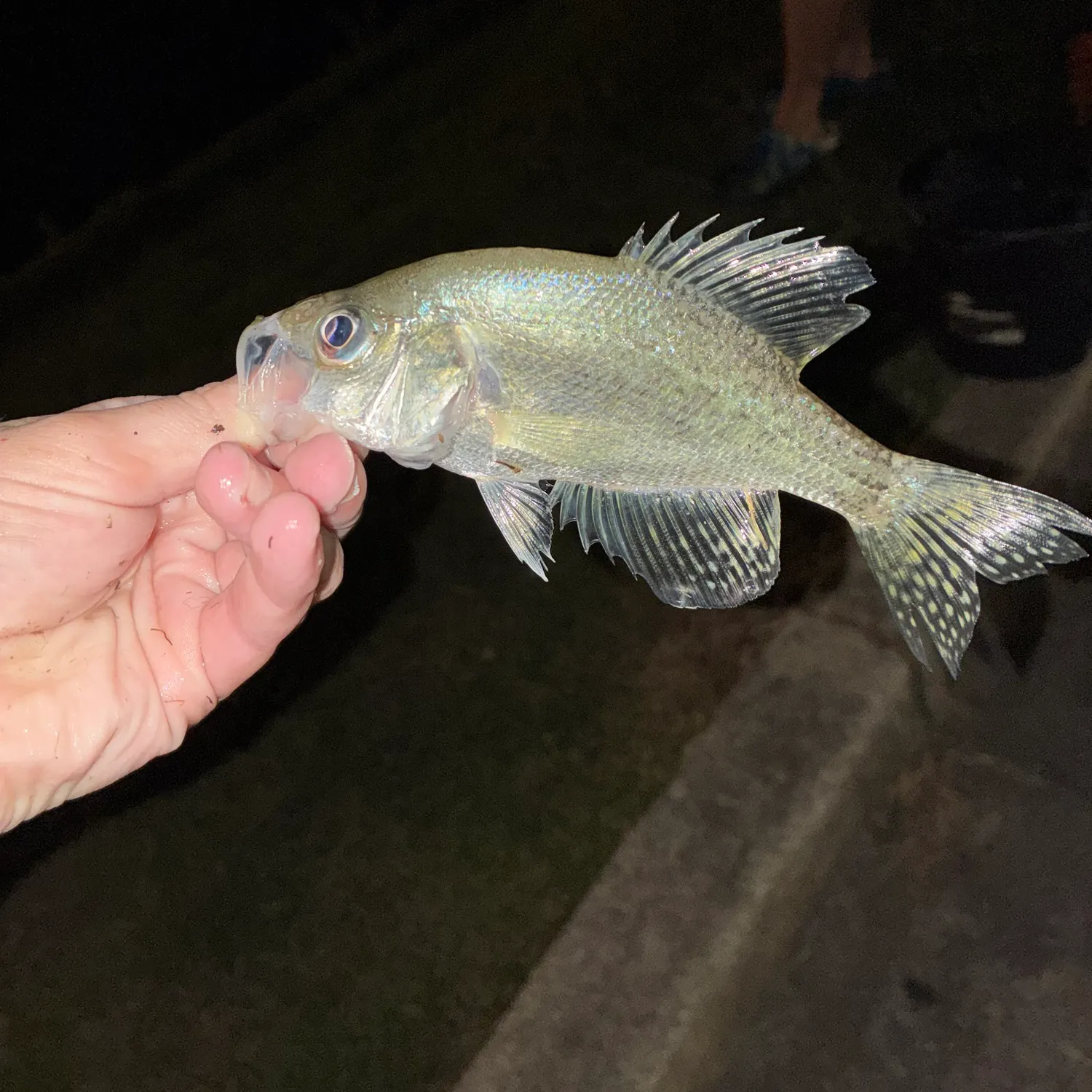 White crappie caught on Fishbrain