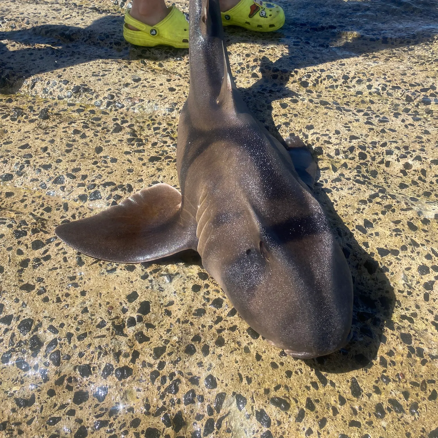 The most recent Port Jackson shark catches on Fishbrain