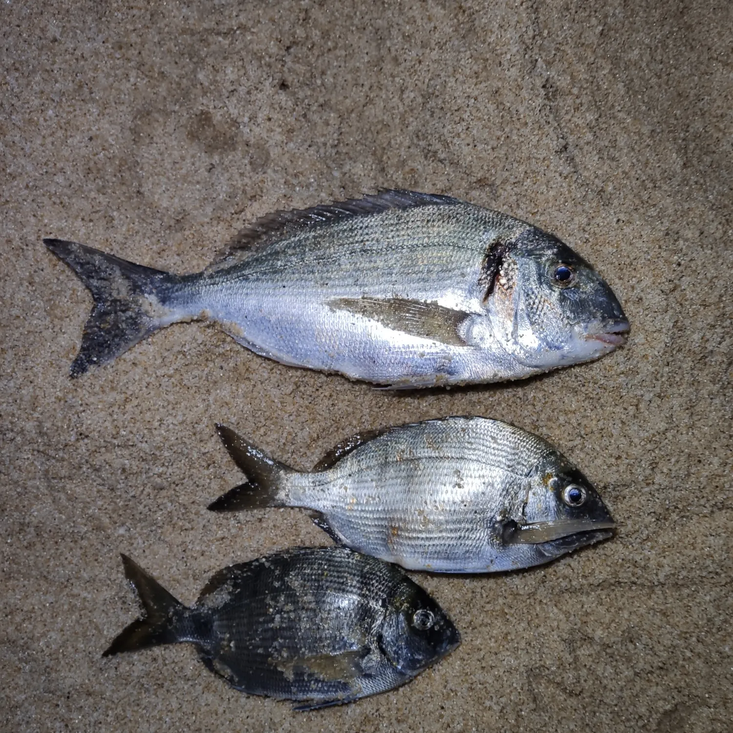 recently logged catches