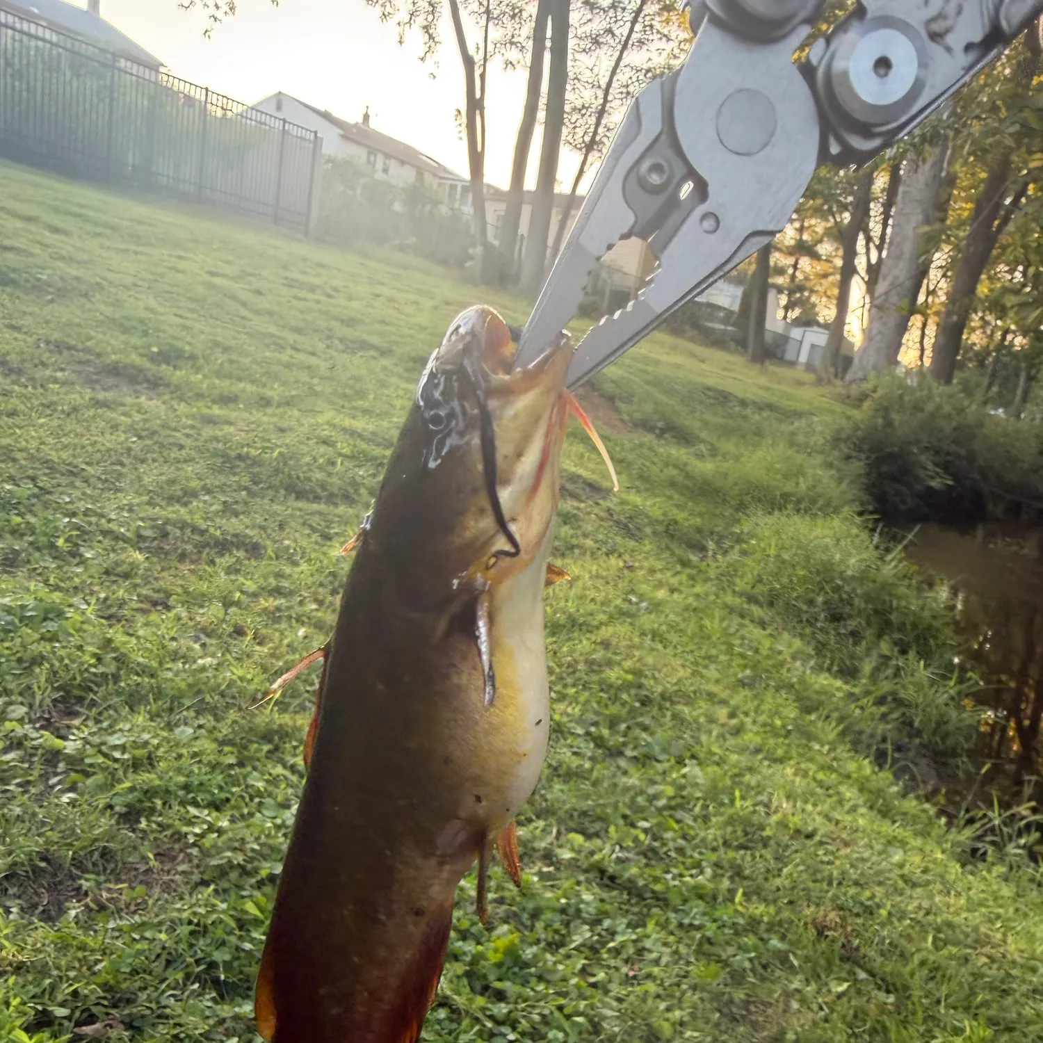 Yellow bullhead caught on Fishbrain