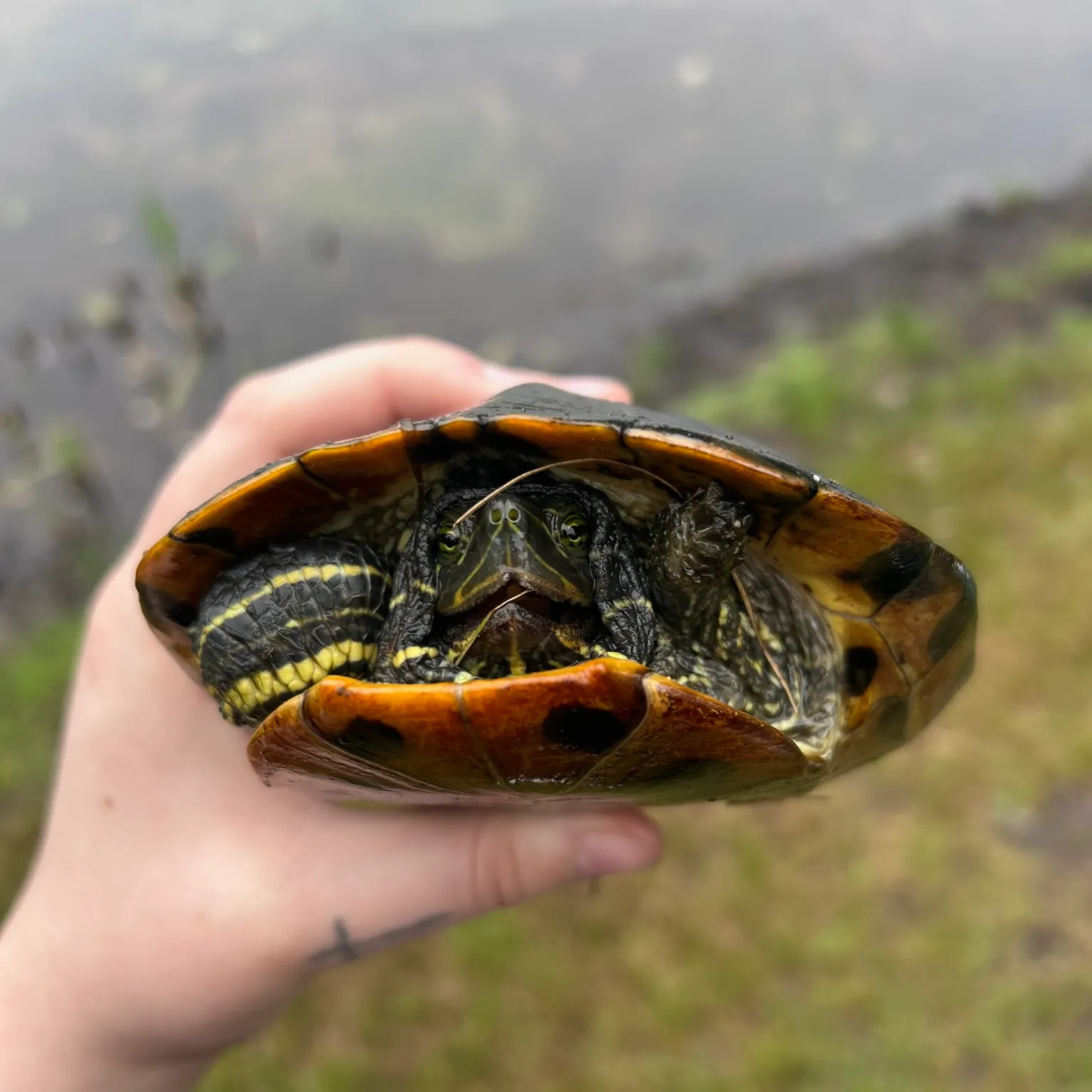 The most recent Painted turtle catches on Fishbrain