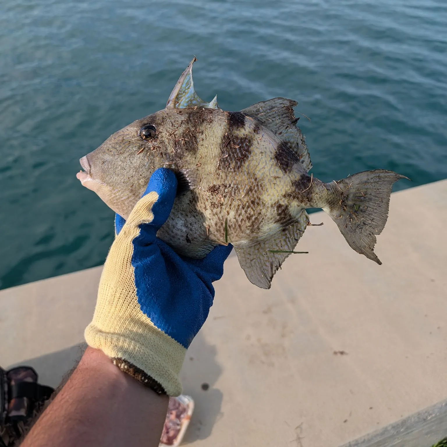 The most recent Grey triggerfish catches on Fishbrain