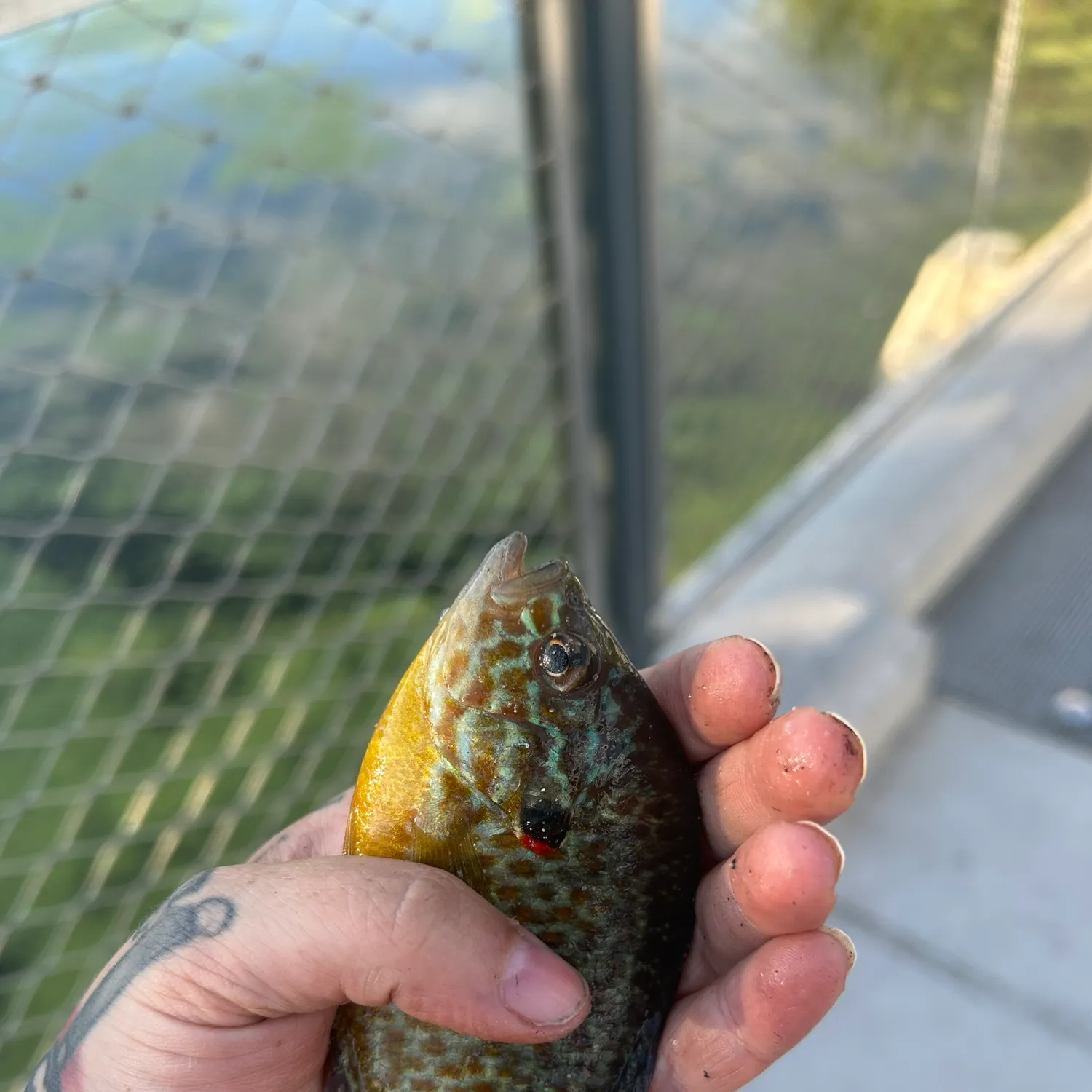 Pumpkinseed caught on Fishbrain