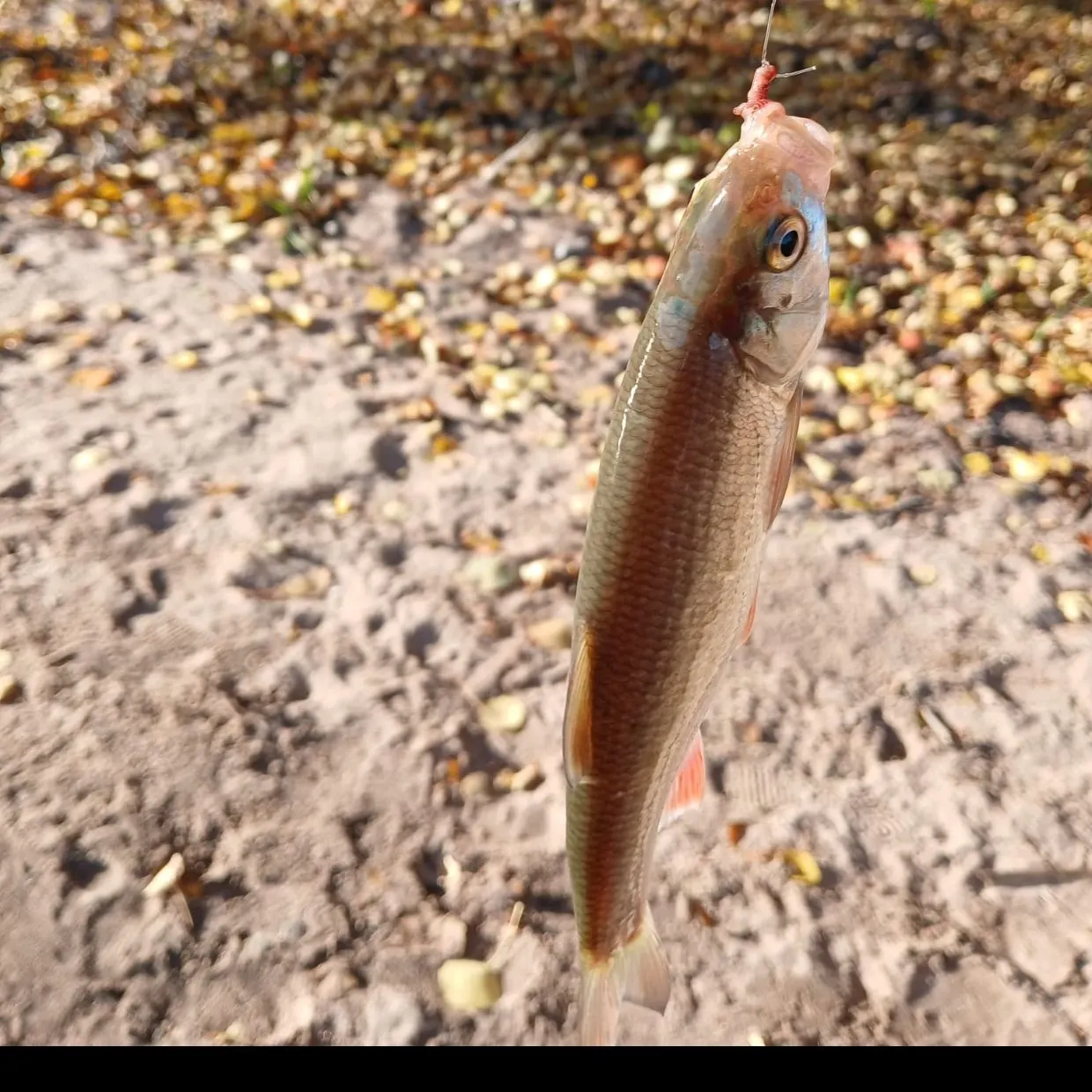Common roach caught on Fishbrain