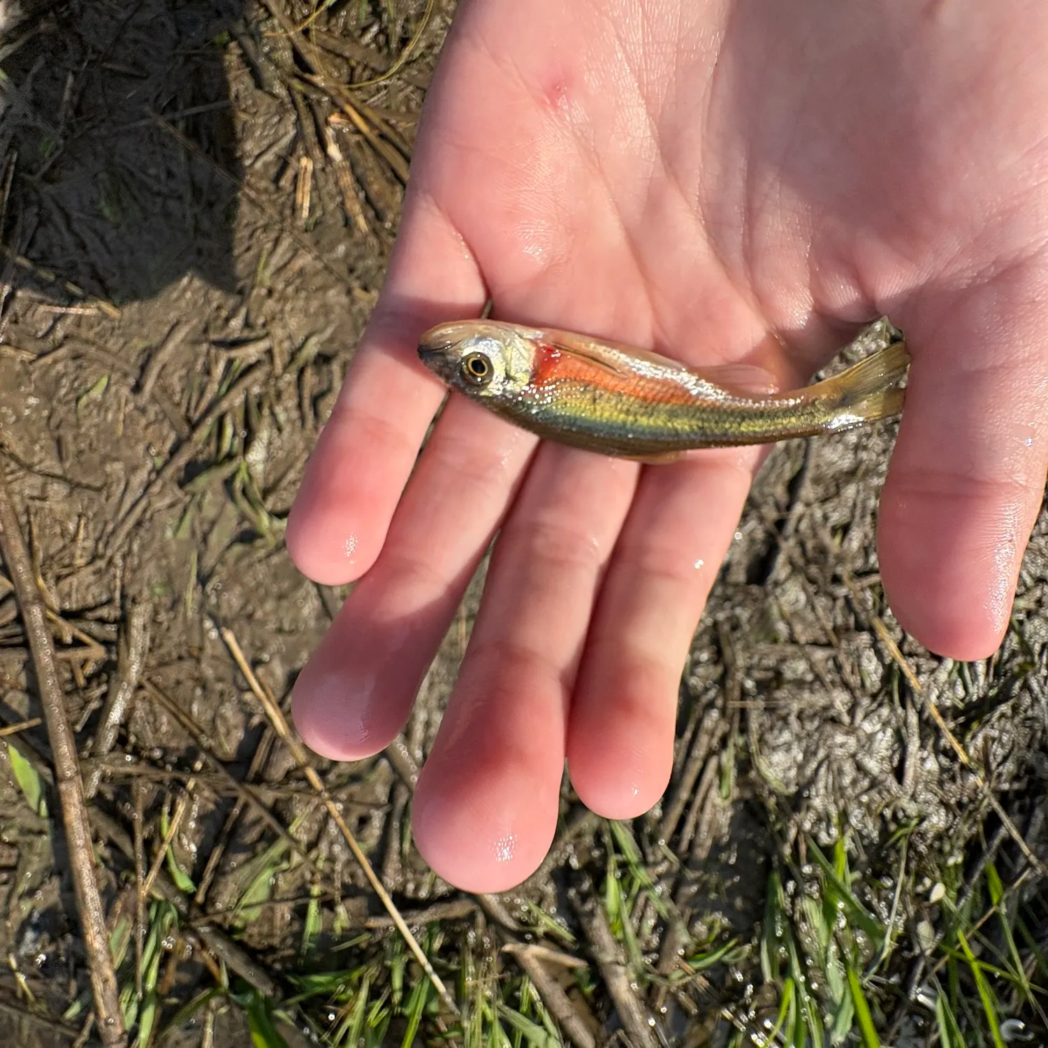 The most popular recent Redside shiner catch on Fishbrain