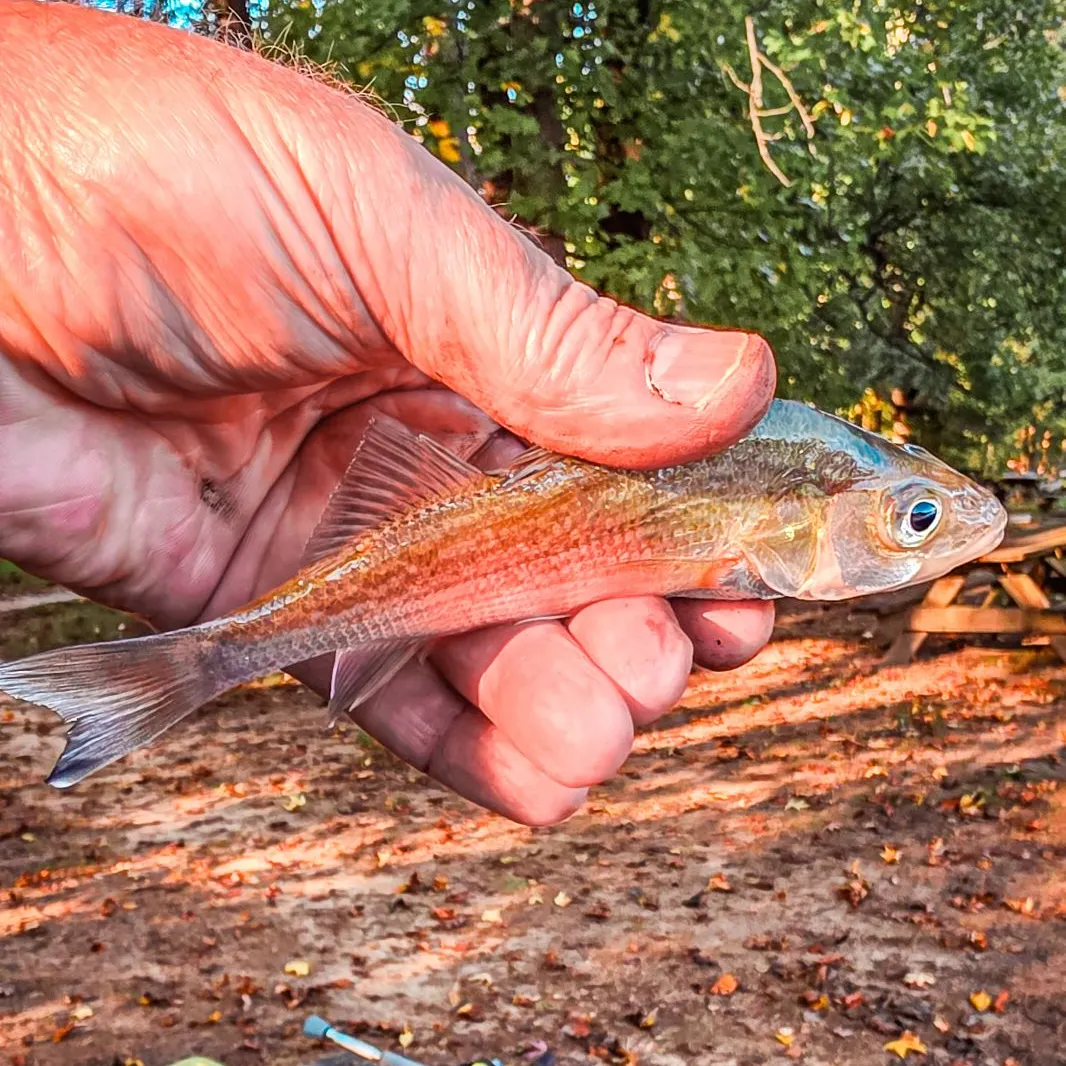 White perch caught on Fishbrain