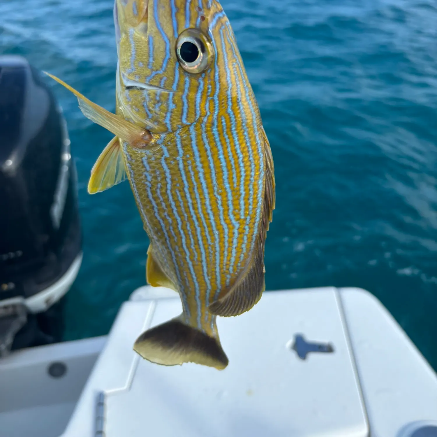 The most recent White grunt catches on Fishbrain