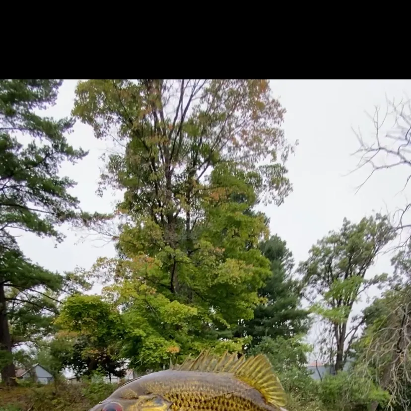 Rock bass caught on Fishbrain