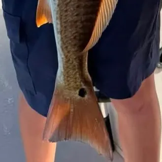 Red drum caught on Fishbrain