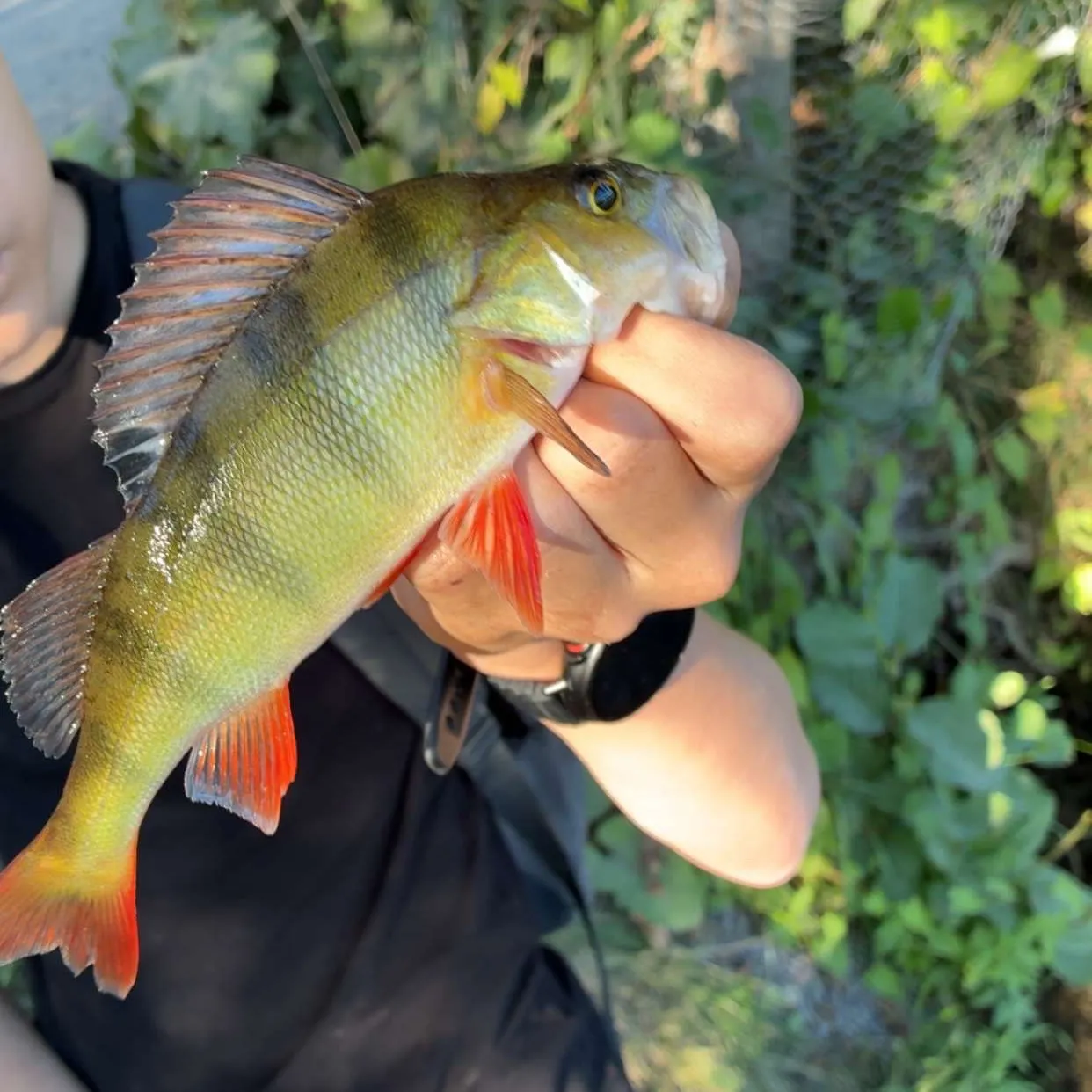 European perch caught on Fishbrain
