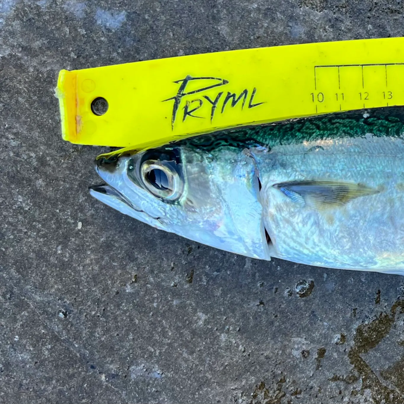 The most recent Blue mackerel catches on Fishbrain