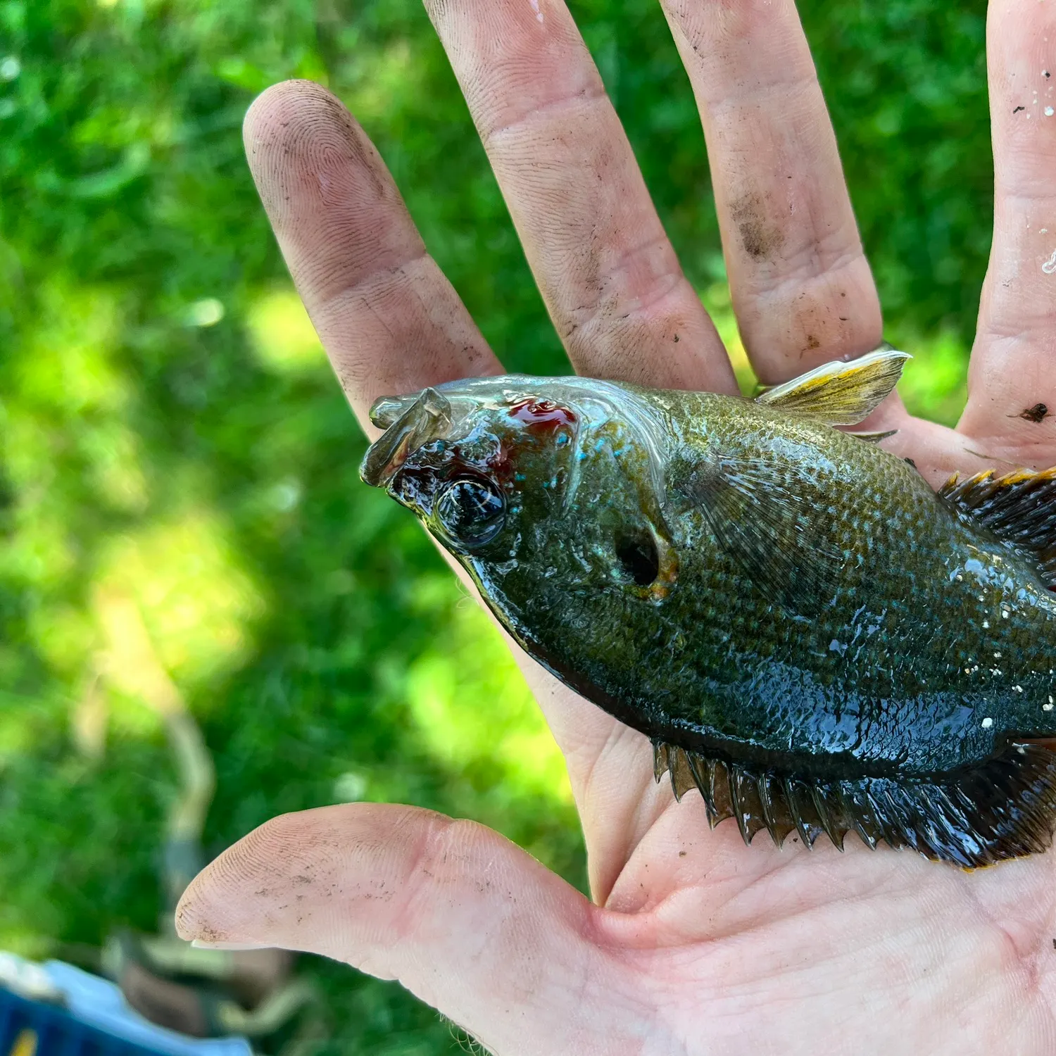 catch